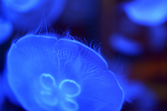 浅虫水族館3