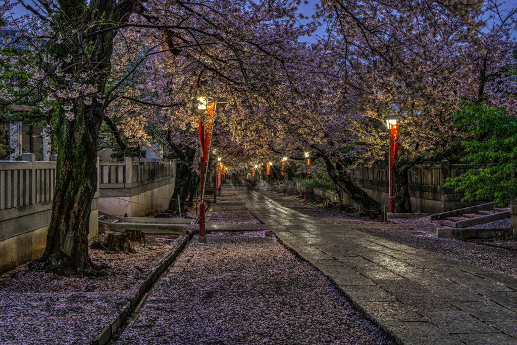 桜参道