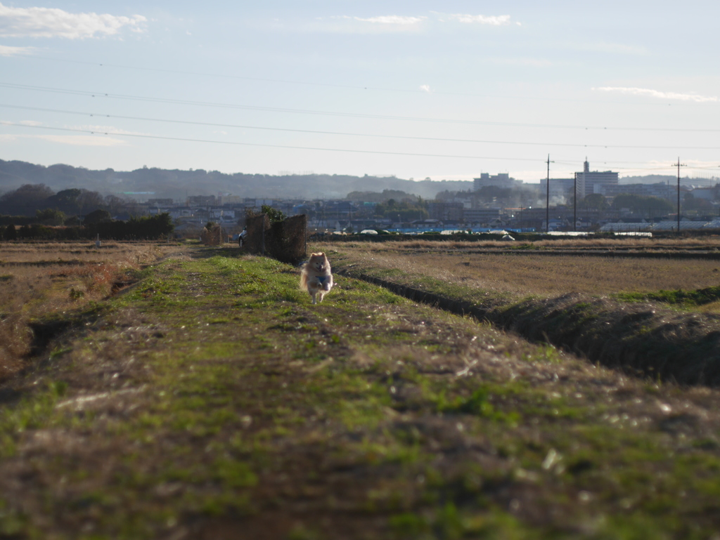 愛犬走る！