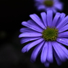 swan river daisyの質感