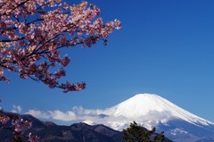 松田山河津桜