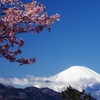 松田山河津桜