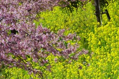 菜の花も見事