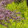 菜の花も見事