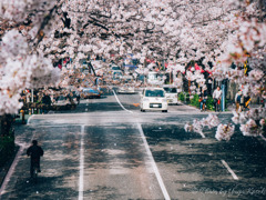 桜舞い散る東京*❀٭