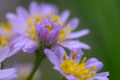 秋の芽吹き