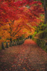 奈良 - 吉野山 紅葉
