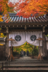 京都 - 光明寺 紅葉