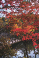 兵庫 - 神戸森林植物園