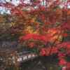 兵庫 - 神戸森林植物園