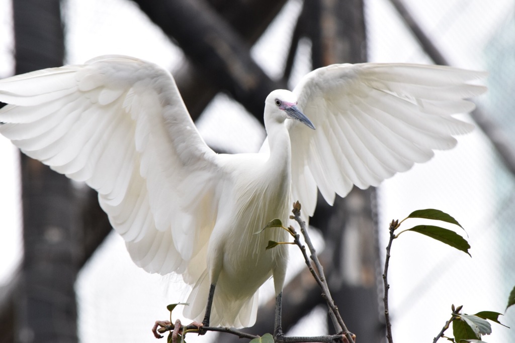 錦野旦鳥