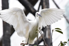 錦野旦鳥