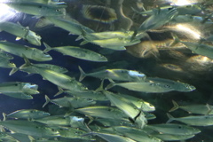 品川水族館：魚群