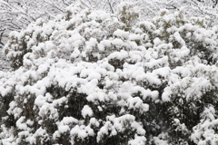 被雪覆蓋的樹！