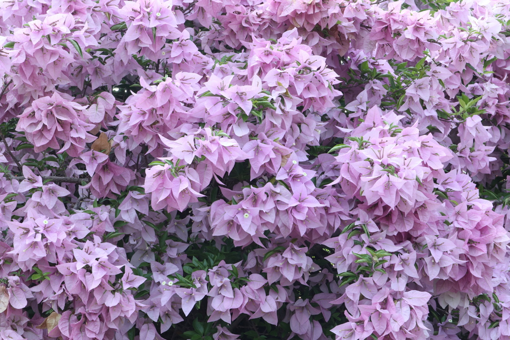 紫色花 樹叢