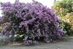 紫色花 樹叢