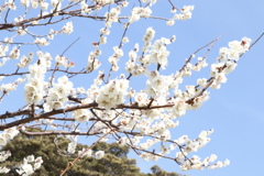 小田原成：櫻花樹！