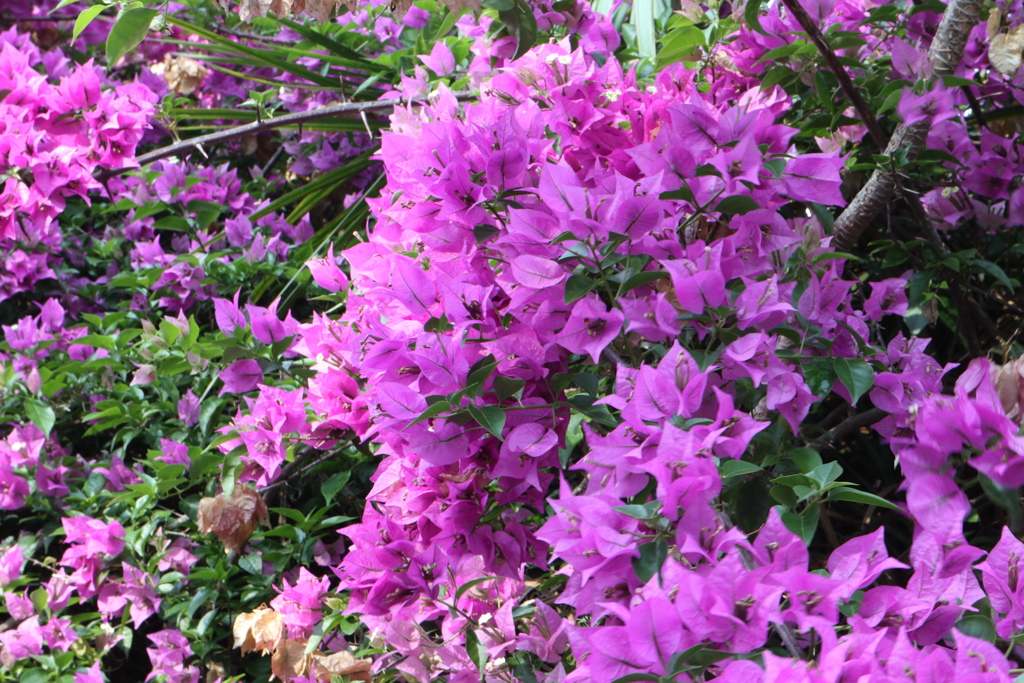 紫色花 樹叢