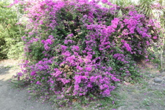紫色花 樹叢