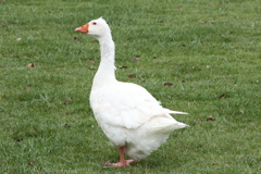 鵝