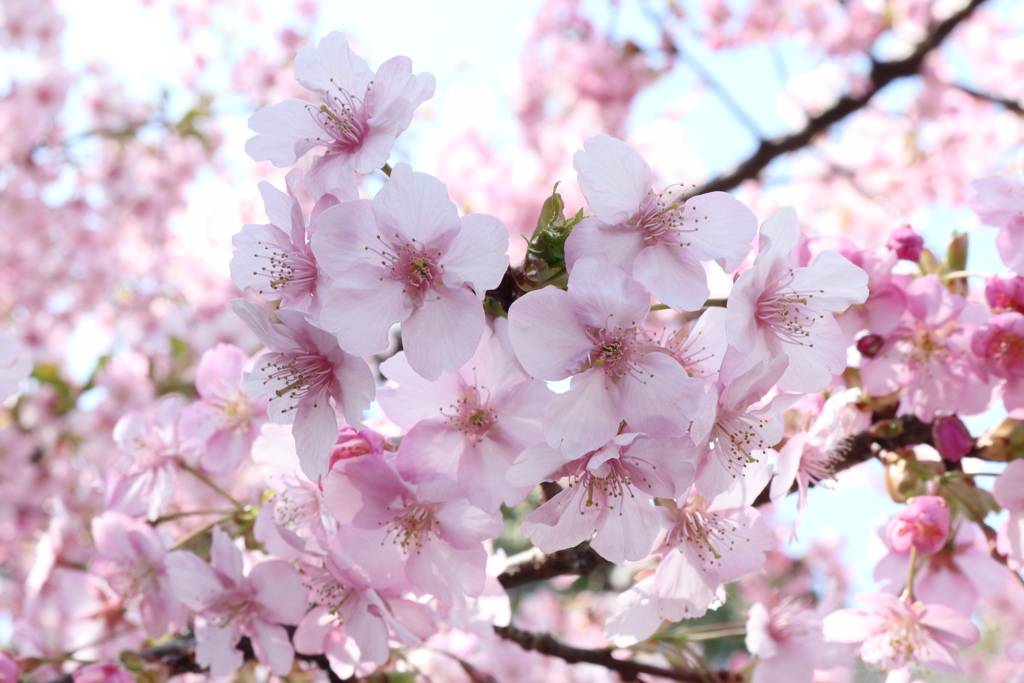 小田原成：櫻花樹！