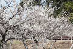 小田原成：櫻花樹！