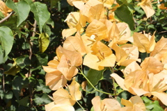黃色花 樹叢
