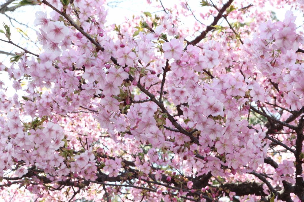 小田原成：櫻花樹！