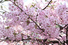 小田原成：櫻花樹！