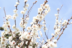 小田原成：櫻花樹！