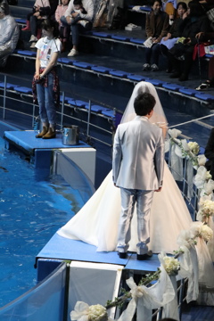 品川水族館：新人結婚