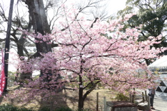 小田原成：櫻花樹！