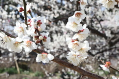 小田原成：櫻花樹！