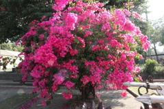 桃紅色花樹