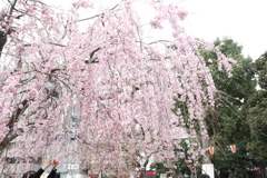 上野公園口(櫻花樹)