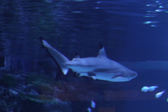 品川水族館：鯊魚