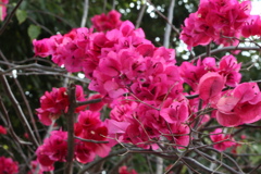 桃紅色花樹