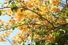 黃色花 樹叢