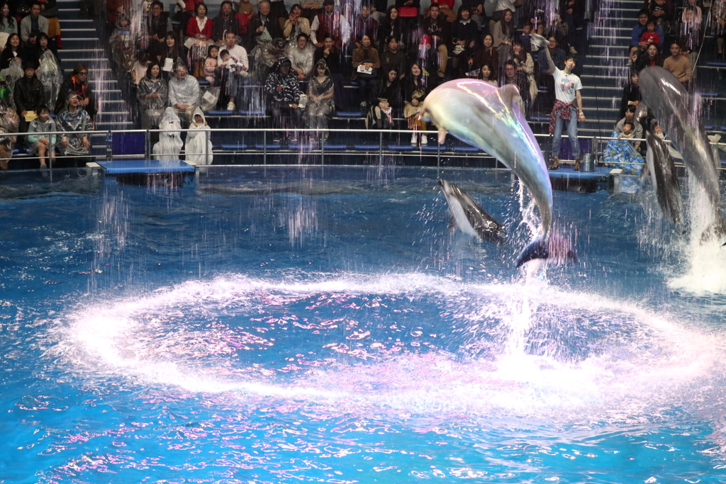 品川水族館：海豚表演