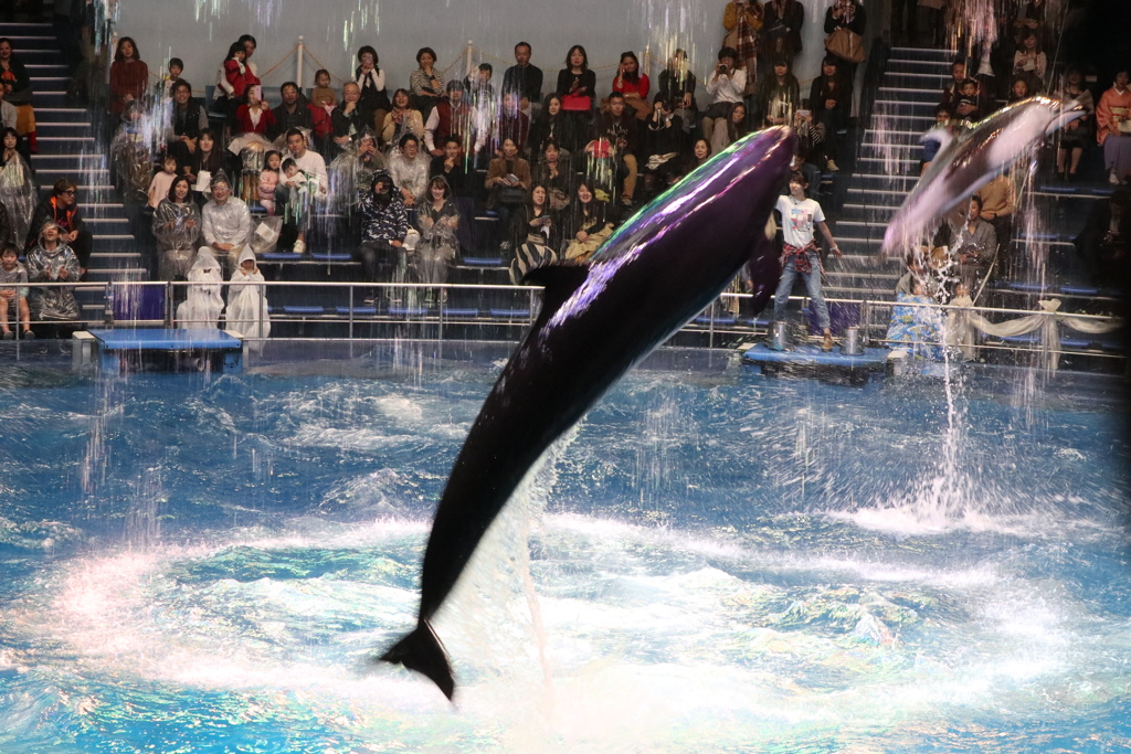 品川水族館：海豚表演