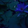 Botanical gardens in winter
