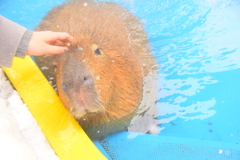 Capybara in hot spring