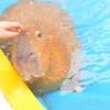 Capybara in hot spring