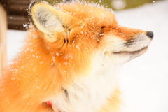 Fox in winter