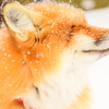 Fox in winter