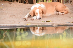 dog in temple