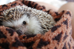 my hedgehog