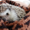 my hedgehog