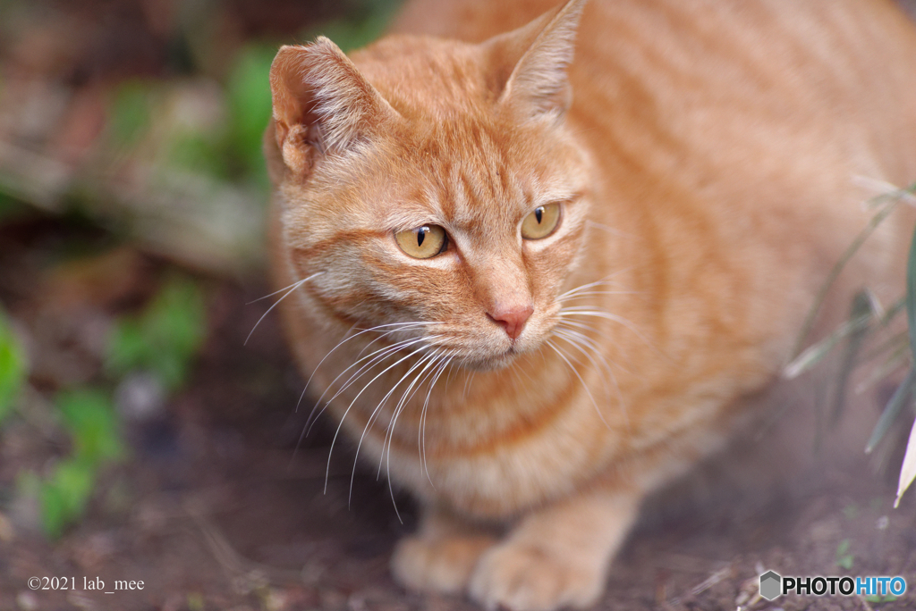 植物園の猫