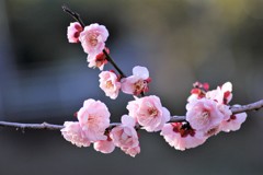 ウメ2